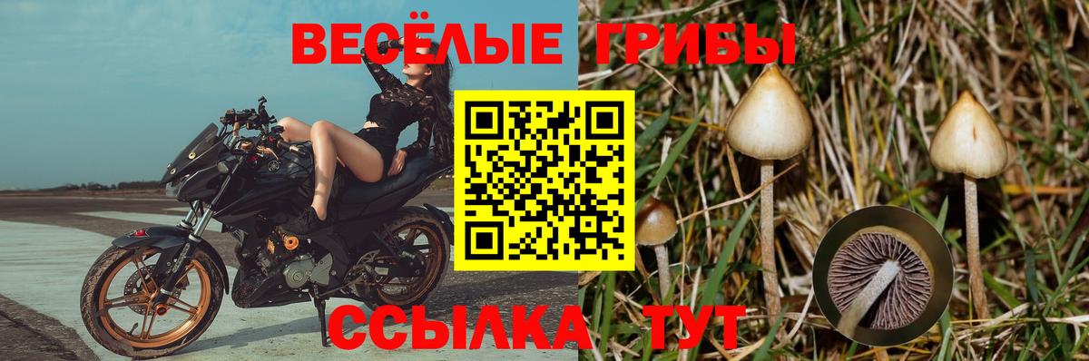 Псилоцибиновые грибы GOLDEN TEACHER  Галлюциногенные грибы ЛСД  Вход с VPN  Коломна 